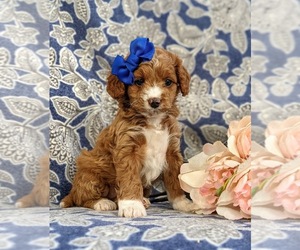 Cock-A-Poo-Poodle (Toy) Mix Puppy for sale in KIRKWOOD, PA, USA