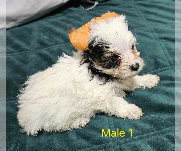 Medium Photo #9 Yorkshire Terrier Puppy For Sale in CONKLIN, NY, USA