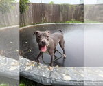 Small American Pit Bull Terrier Mix