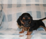 Small #3 Dachshund