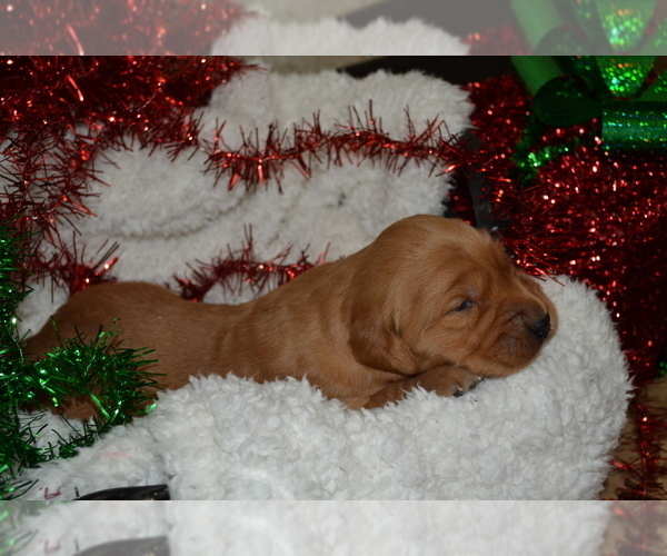 Medium Photo #7 Golden Retriever Puppy For Sale in GREENWOOD, WI, USA