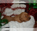 Small Photo #7 Golden Retriever Puppy For Sale in GREENWOOD, WI, USA