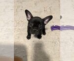 Small Photo #5 French Bulldog Puppy For Sale in FORT MYERS, FL, USA