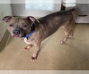 American Pit Bull Terrier Dogs for adoption in Derwood, MD, USA