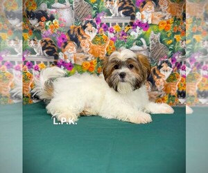 Mal-Shi Puppy for sale in WINNSBORO, LA, USA