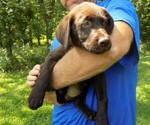 Small Photo #2 Labrador Retriever Puppy For Sale in RAYMOND, IL, USA