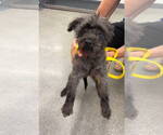 Small Photo #4 Mutt Puppy For Sale in Grafton, WI, USA