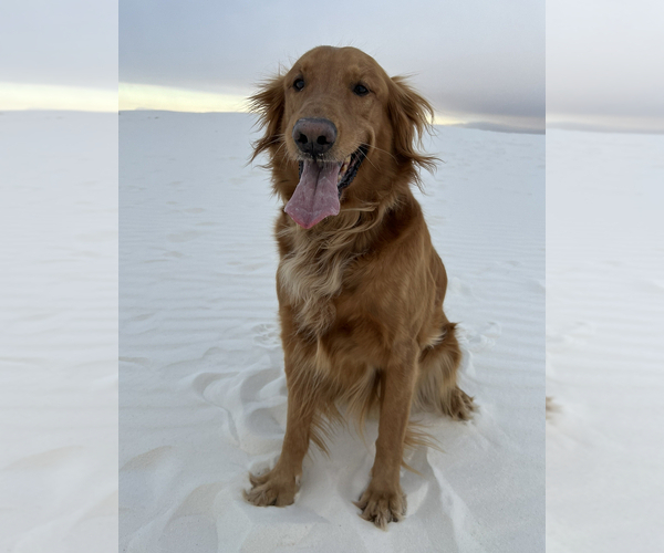 Medium Photo #16 Goldendoodle Puppy For Sale in LAKEWOOD RANCH, FL, USA