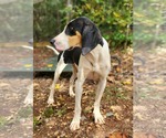 Small #5 Treeing Walker Coonhound