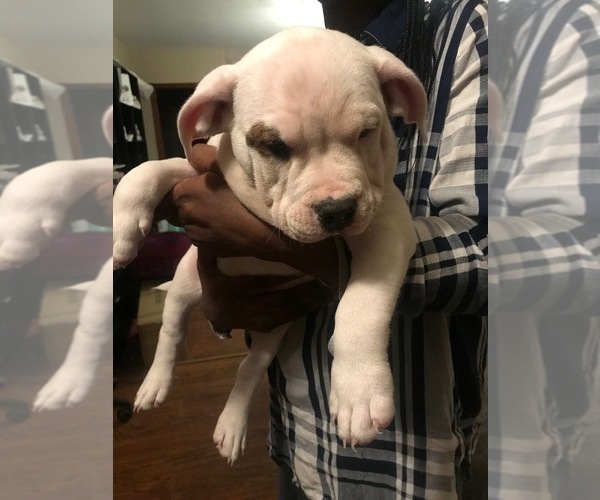 Medium Photo #9 American Bully Puppy For Sale in BOONE, IA, USA