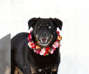 Border Collie-Unknown Mix Dogs for adoption in Unionville, PA, USA