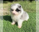 Small #4 Pomeranian
