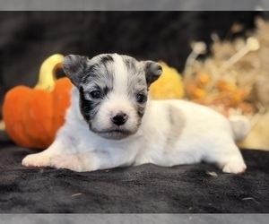 Chihuahua Puppy for sale in SHERMAN, TX, USA