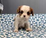 Small #1 Cavalier King Charles Spaniel