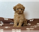 Small #2 Poodle (Toy)-Zuchon Mix