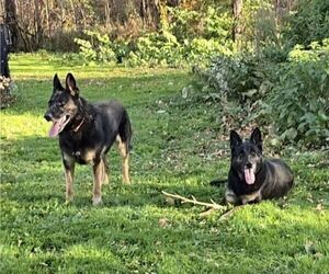 German Shepherd Dog Litter for sale in HANNIBAL, NY, USA