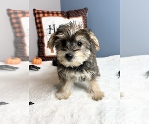 Snorkie Puppy for sale in GREENWOOD, IN, USA