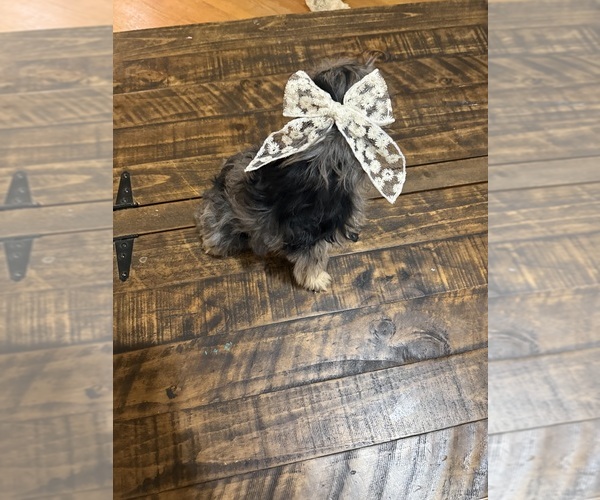 Medium Photo #15 Schnoodle (Miniature) Puppy For Sale in DINWIDDIE, VA, USA