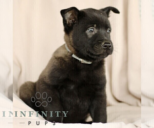 Medium Photo #7 Belgian Malinois Puppy For Sale in RONKS, PA, USA
