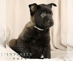 Small #6 Belgian Malinois