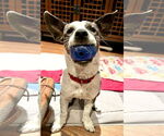 Small #3 Pembroke Welsh Corgi Mix