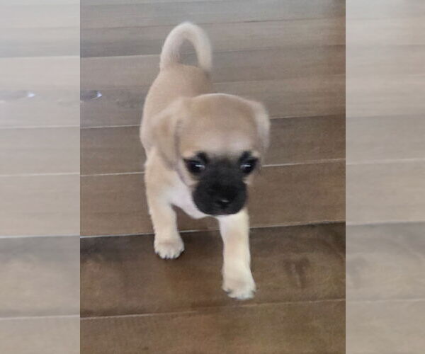 Medium Photo #6 Pug-Unknown Mix Puppy For Sale in Lake Forest, CA, USA