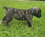 Small Photo #10 Cane Corso Puppy For Sale in HOUSTON, TX, USA