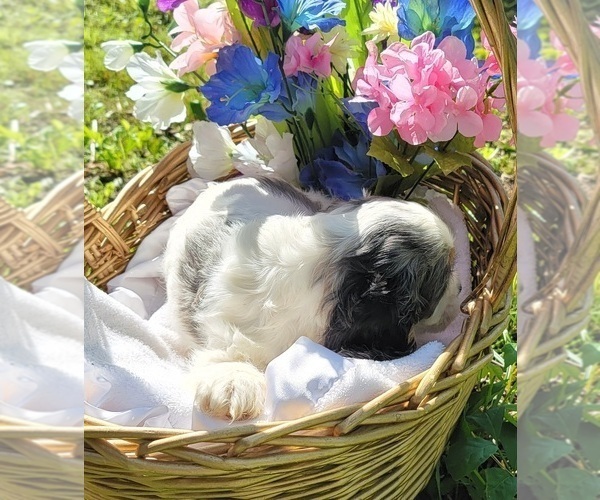 Medium Photo #5 Cockalier Puppy For Sale in BLOOMINGDALE, MI, USA
