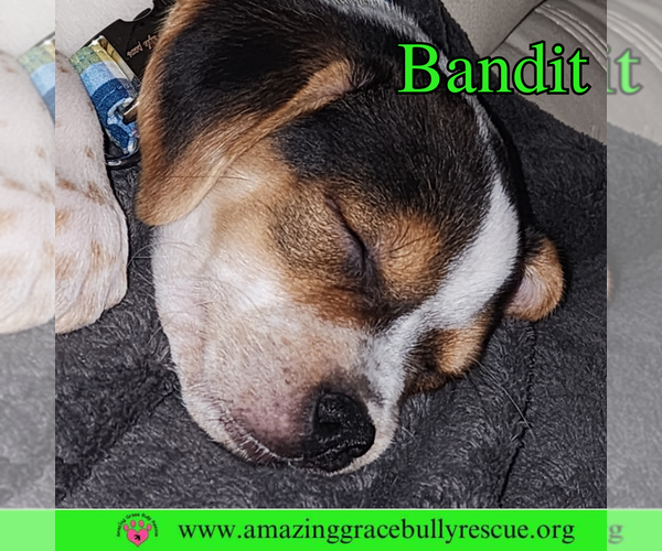 Medium Photo #4 Mutt Puppy For Sale in Pensacola, FL, USA