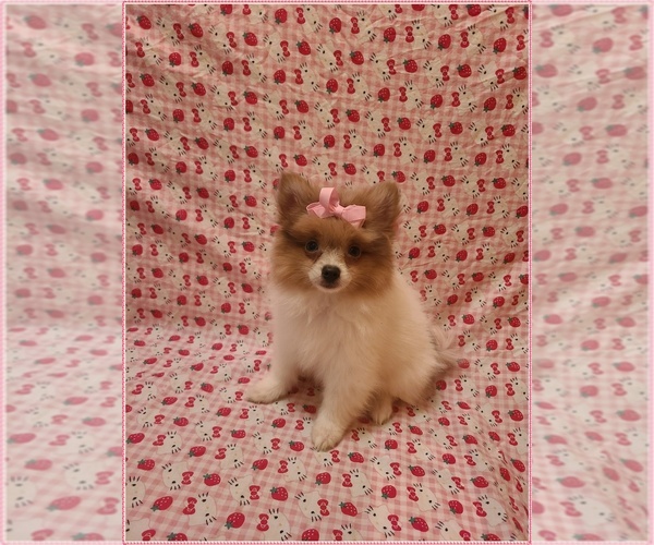 Medium Photo #3 Pomeranian Puppy For Sale in CLARKSVILLE, TN, USA