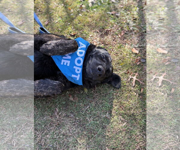 Medium Photo #3 Retriever -Unknown Mix Puppy For Sale in Spring Lake, NJ, USA