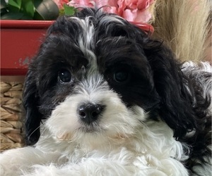 Cavachon Puppy for sale in CANOGA, NY, USA