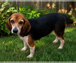 Small #1 Beagle
