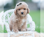 Puppy Fang Maltipoo (Miniature)