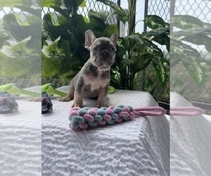 French Bulldog Puppy for sale in PRINCE GEORGE, VA, USA