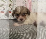 Small #53 Maltipom-Pomeranian Mix