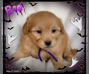 Pomeranian-Yoranian Mix Puppy for sale in SAN FRANCISCO, CA, USA