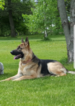 Small Photo #1 German Shepherd Dog Puppy For Sale in SHELL ROCK, IA, USA