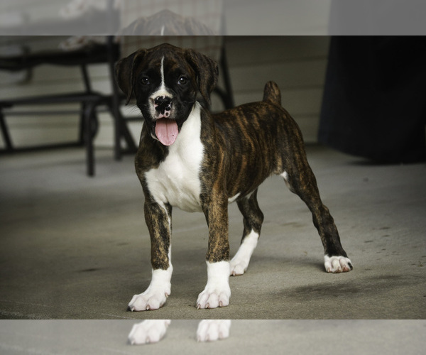 Medium Photo #8 Boxer Puppy For Sale in SHIPSHEWANA, IN, USA