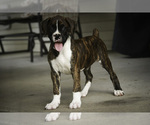 Small #7 Boxer