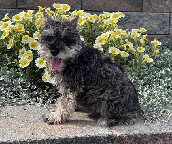 Medium Photo #5 Schnauzer (Miniature) Puppy For Sale in CANOGA, NY, USA