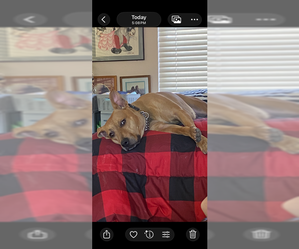 Medium Photo #3 Rhodesian Ridgeback-Unknown Mix Puppy For Sale in Chandler, AZ, USA