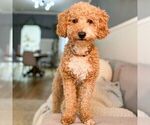 Small Photo #1 Goldendoodle (Miniature) Puppy For Sale in LEOLA, PA, USA
