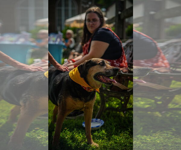 Medium Photo #5 Mutt Puppy For Sale in Oakhurst, NJ, USA