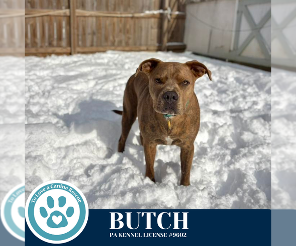 Medium Photo #6 Mutt Puppy For Sale in Kimberton, PA, USA