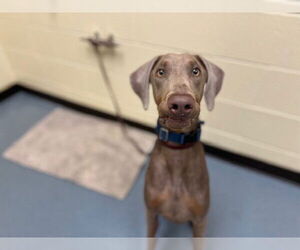 Doberman Pinscher Dogs for adoption in Denver, CO, USA