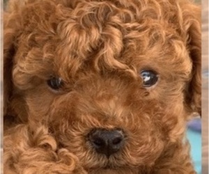 Poodle (Toy) Puppy for sale in BELLVILLE, TX, USA
