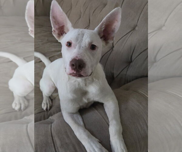 Medium Photo #1 Mutt Puppy For Sale in MIDWAY, UT, USA