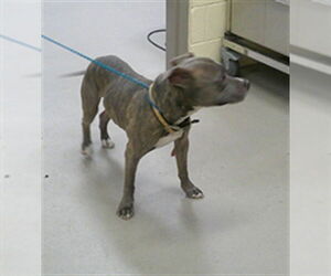 Mutt Dogs for adoption in Sanford, FL, USA