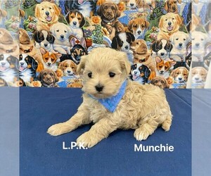 Maltipoo Puppy for sale in WINNSBORO, LA, USA